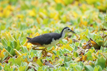 A White-breasted Waterhen (Amaurornis phoenicurus) forages actively in the wetlands, stepping through reeds in search of insects and small prey.