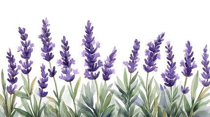 Fototapeta premium Watercolor lavender flowers with green leaves are aligned on a white transparent background