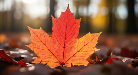 Vibrant Autumn Maple Leaf on Forest Floor with Warm Sunlight and Fall Colors