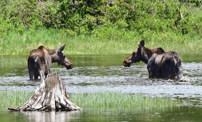   a  cow moose and her yearling calf standing in the marsh of  brainard lake in summer in the indian peaks wilderness area near nederland, colorado   