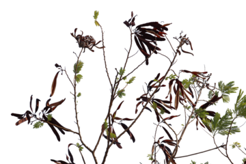 Leucaena leucocephala (White Leadtree) plant are shown against a light background, featuring both its characteristic green,