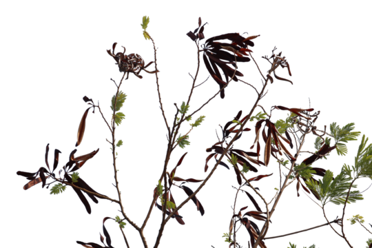 Leucaena leucocephala (White Leadtree) plant are shown against a light background, featuring both its characteristic green,