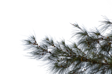 The branchlets of a Casuarina equisetifolia (Horsetail Tree) are depicted against a light sky, showing its characteristic thin, green, needle-like foliage and small, developing woody cones.
