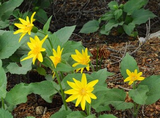  pretty yellow heartleaf arnica  wildflowers in the forest  in summer along the trail to blue lake  in the indian peaks wilderness area near nederland, colorado      
