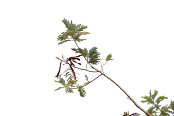 Leucaena leucocephala (White Leadtree) plant are shown against a light background, featuring both its characteristic green,
