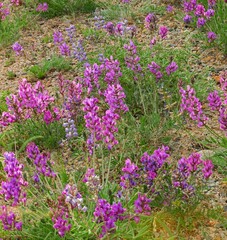 pretty  purple locoweed in the forest  in summer along the  road to brainard lake  in the indian peaks wilderness area near nederland, colorado    