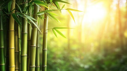 Bamboo Stalks in Forest with Sunlight