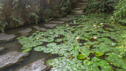 A pedestrian path made of concrete sections of bizarre shapes runs along the cliff by the pond. There are blooming water lilies, green leaves on the surface of the water. China. Tianxingqiao