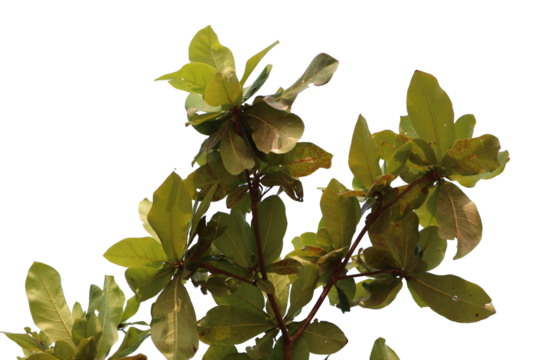 cluster of large, obovate, green leaves from a Terminalia catappa (Tropical Almond or Ketapang) tree are seen on sturdy branches against a light sky. 