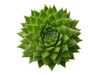 Green succulent plant rosette close up black background, Isolated On Transparent Background, Png
