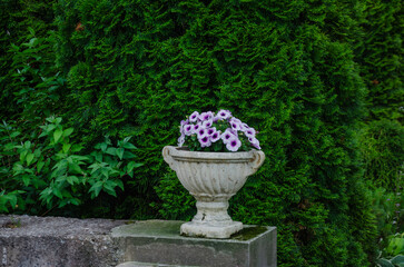 Colorful Petunia Flowers In Planters In The Garden, Garden Design And Decoration