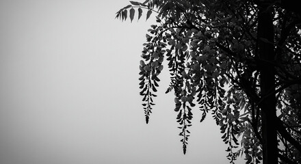 Dramatic Black and White Wisteria Blossoms Against Overcast Sky.