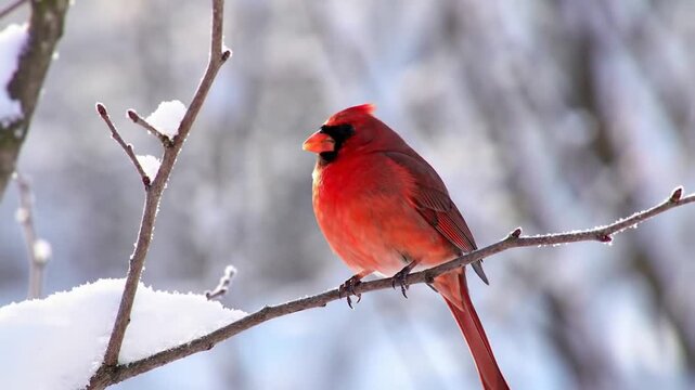 Red bird perched on snowy branch, winter landscape backdrop