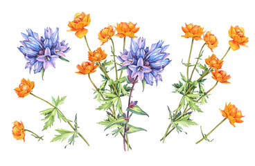 Watercolor set with bouquet with bellflower and frying flowers Trollius isolated on white background. Orange blue summer wildflower. Herb for aromatherapy. Botanical clipart for wallpaper or wrapping