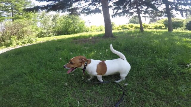 Jack Russell dog buries mark after toilet