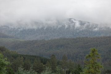 Fog rolling over layers of mountain forest landscape in Tasmania, Australia