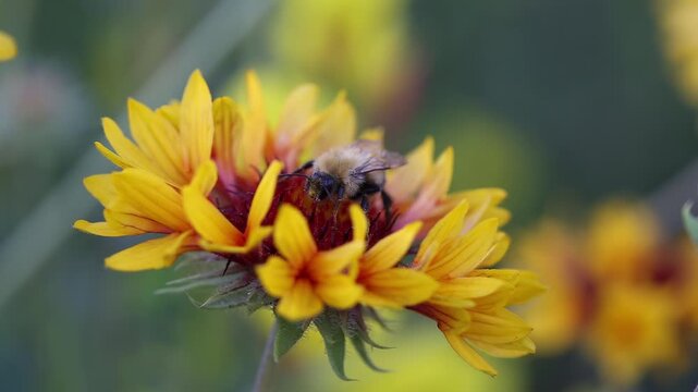 Honey Bee with collecting Pollen
