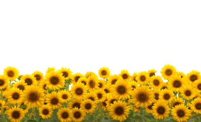 A horizontal border of sunflowers isolated on a transparent background
