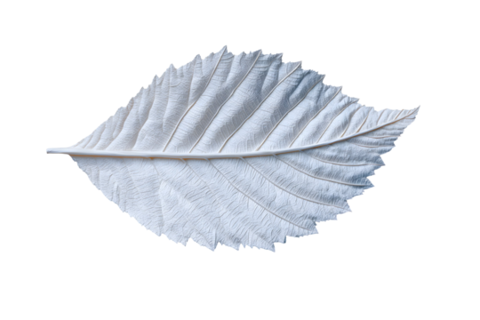 White leaf with detailed veins isolated against a stark transparent background image - Powered by Adobe