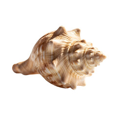 Obraz premium Detailed Spiral Seashell with Intricate Patterns.