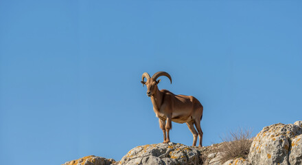 Obraz premium Barbary sheep with curved horns standing on rocky cliff against blue sky. Mountain wildlife habitat and desert adaptation. Tourism and nature conservation content