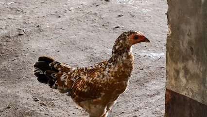 A Mottled Hen Strolls Past a Concrete Post, Farm Life in Brown and Black, A Chicken on a Rural Farm