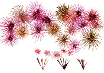 Image Processing Complete