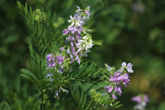 Blossoming galega officinalis, goat rue. Medicinal herb.