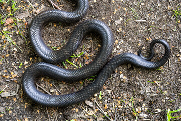 Black snake. Big black surface features scales, creating an exotic and dangerous aesthetic. Perfect for nature, wildlife, or design backgrounds. Forest Cobra. Black Cobra.