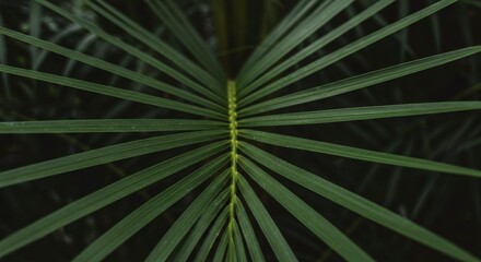 Obraz premium Close-up of a palm frond's intricate venation