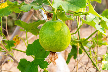 Fresh young whole Winter melon sphere green fruit put hanging from vines in farmer's garden sunlight passes through as background. Is local vegetable. Vegetable from agricultural production of farmers