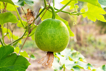 Fresh young whole Winter melon sphere green fruit put hanging from vines in farmer's garden sunlight passes through as background. Vegetable from agricultural production of farmers. Is local vegetable