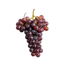 Fototapeta premium Cluster of Fresh Dark Red Grapes on Stem.