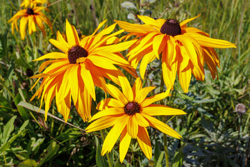 Bright yellow Rudbeckia hirta flowers in summer field