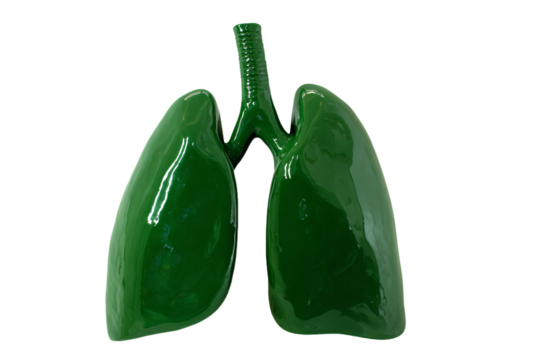 a green lungs model on a white background