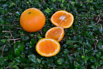 Citrus fruit on the table in the morning, outdoors, orange in the grass, Juicy tangerines and tropical fruits 