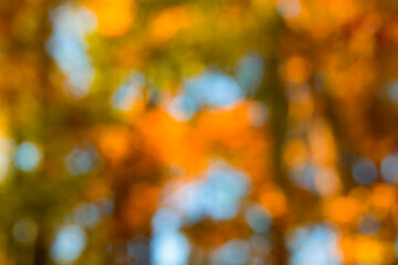 Autumn blur background with foliage. Autumn fall leaves in soft bokeh light. Autumn maple leaf...