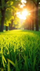 A cheerful sun shines brightly on a lush green field, casting warm light and creating long shadows Perfect for summer, nature, and warmth themes , horizon, tranquil