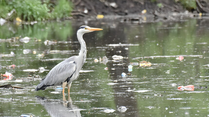 Fototapeta premium Heron wading through a trash-strewn pond, depicting the grim reality of environmental pollution impacting wildlife. 