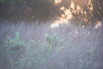 Sunlight beaming on water drops on the grass