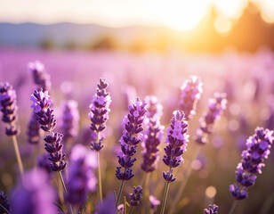 Naklejka premium Soft Focus Lavender Field in Light Purple