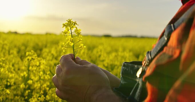 Ecology And Agriculture, Closeup Of Tender Yellow Flower In Farmer Hands, Professional Agronomist