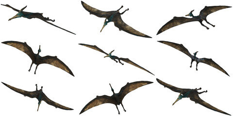 Pterodactyl silhouettes in various flight poses.