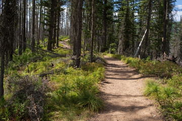 Obraz premium Morrell Waterfall Trail and Falls in Montana