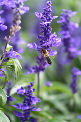 A bee sucking nectar from a lavender field