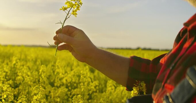Sunset Or Sunrise In Countryside, Farmer Holding Beautiful Yellow Flower Of Rape Plant In Hands