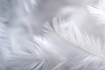 Obraz premium Soft White Feathers Close Up