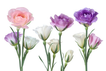 Fototapeta premium Lisianthus flowers pastel bouquet floral arrangement blossoms