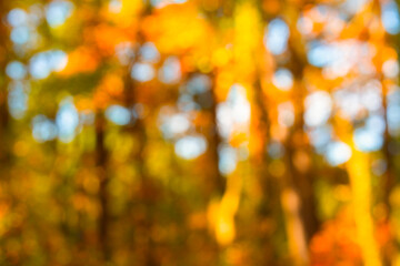 Autumn blur background with foliage. Vibrant fall leaves in soft bokeh light. Yellow maple leaf...