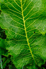 Green leaf macro with detailed vein pattern and natural texture Horseradish leaves